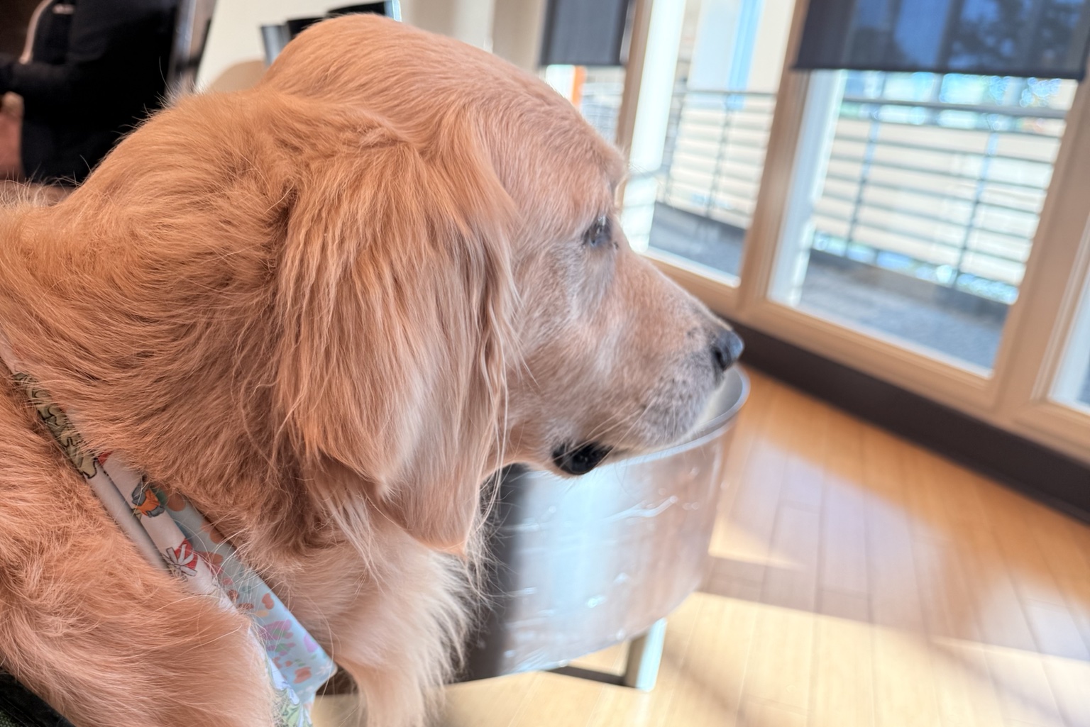 Photo of dog